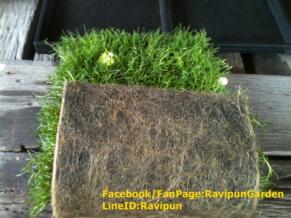 Seashore Paspalum | Ravipun@Garden -  สมุทรปราการ