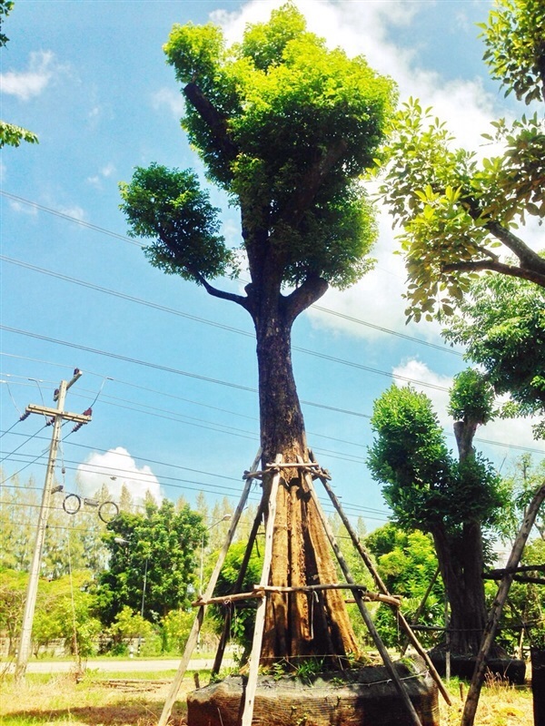 ต้นอินจัน | TreeDisplay - บางใหญ่ นนทบุรี