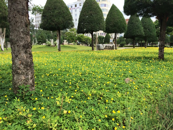 จัดสวนต้วยถั่วบราซิล | สวนของเรา - บางบัวทอง นนทบุรี