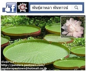 บัววิกตอเรีย หรือ บัวกระด้ง | พันธุ์ดาหลา - เมืองเชียงใหม่ เชียงใหม่