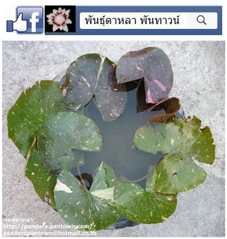 ดอกบัวด่างชมพูดอกชมพู