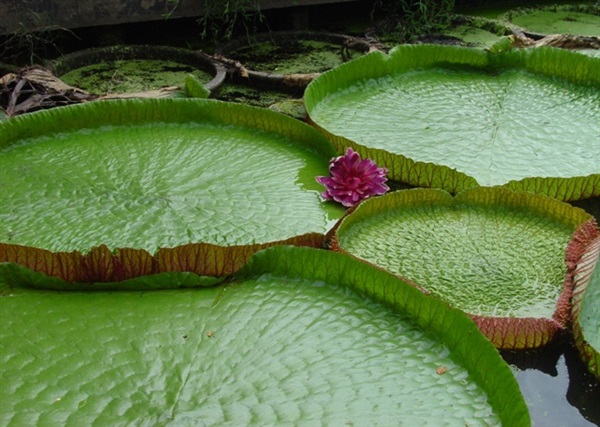 บัวกระด้ง | ชัยวัฒน์. เมล็ดพันธุ์บัว - อรัญประเทศ สระแก้ว