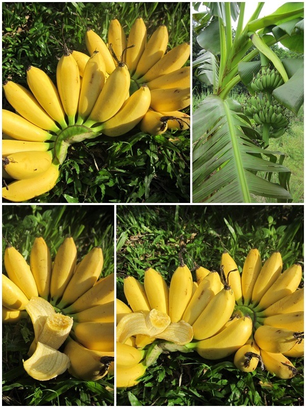 กล้วยไข่ | สวนควนยาง - โคกโพธิ์ ปัตตานี