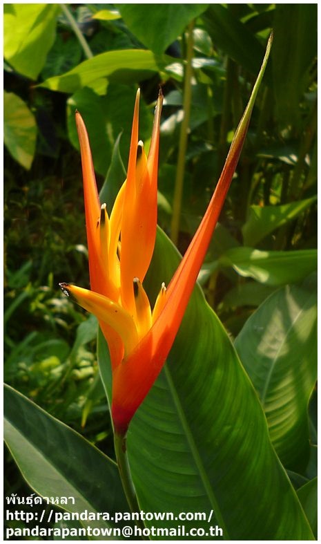  Heliconia densiflora 'Fire Flash'  