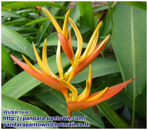 Heliconia marginata x psittacorum 'Nicke | พันธุ์ดาหลา - เมืองเชียงใหม่ เชียงใหม่