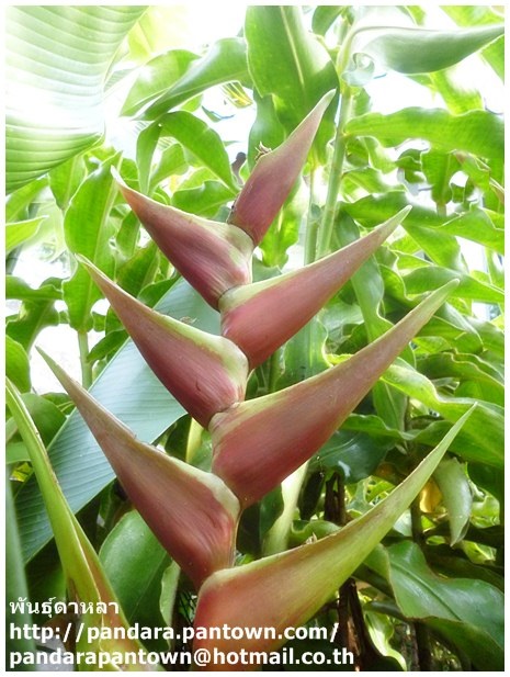  Heliconia bihai x caribaea 'Granny Smit | พันธุ์ดาหลา - เมืองเชียงใหม่ เชียงใหม่