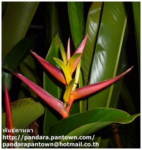 Heliconia Subulata