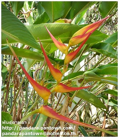 Heliconia latispatha 'Distans'