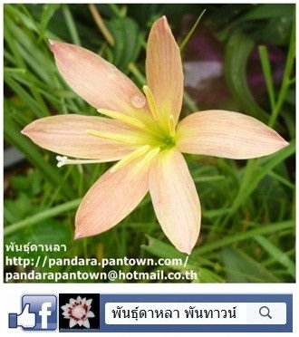 บัวดินสีส้ม | พันธุ์ดาหลา - เมืองเชียงใหม่ เชียงใหม่