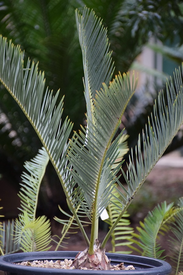Encephalartos fridericii guelimii | Suanpom(สวนผม) - สรรพยา ชัยนาท