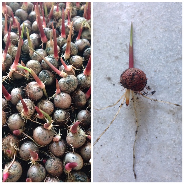 เมล็ดปาล์มอาคาอิ(acai palm seeds) | นานาไม้พันธุ์ - บางขุนเทียน กรุงเทพมหานคร