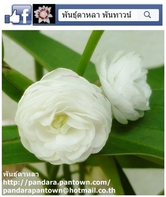 มะลิน้ำ | พันธุ์ดาหลา - เมืองเชียงใหม่ เชียงใหม่