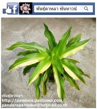 พลับพลึงวาสนาแคระด่าง | พันธุ์ดาหลา - เมืองเชียงใหม่ เชียงใหม่