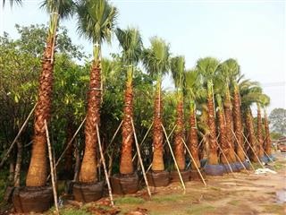 ต้นปาร์มเป็ตติโค๊ช | บีพีเจโมเดิร์น -  นนทบุรี