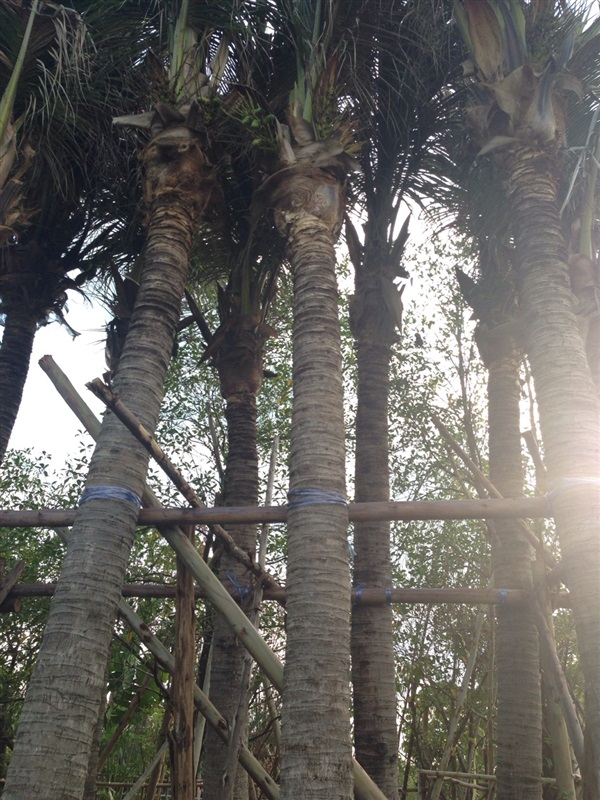 ต้นมะพร้าวน้ำหอม | บีพีเจโมเดิร์น -  นนทบุรี