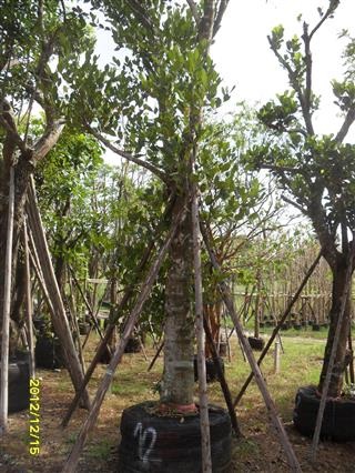 ต้นขนุน | บีพีเจโมเดิร์น -  นนทบุรี