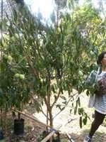 ต้นมะปรางค์ | บีพีเจโมเดิร์น -  นนทบุรี