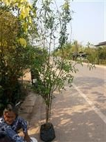 ต้นทับทิม | บีพีเจโมเดิร์น -  นนทบุรี