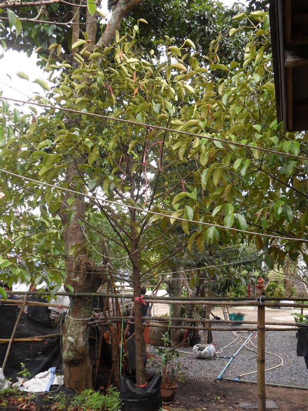 ต้นมังคุต | บีพีเจโมเดิร์น -  นนทบุรี