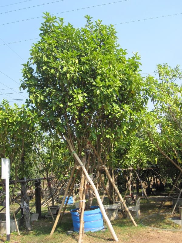 ต้นแก้วมุกดา | บีพีเจโมเดิร์น -  นนทบุรี