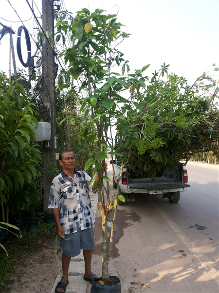 ต้นกระดังา | บีพีเจโมเดิร์น -  นนทบุรี