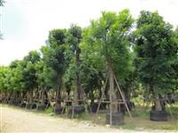 ต้นแคนา | บีพีเจโมเดิร์น -  นนทบุรี