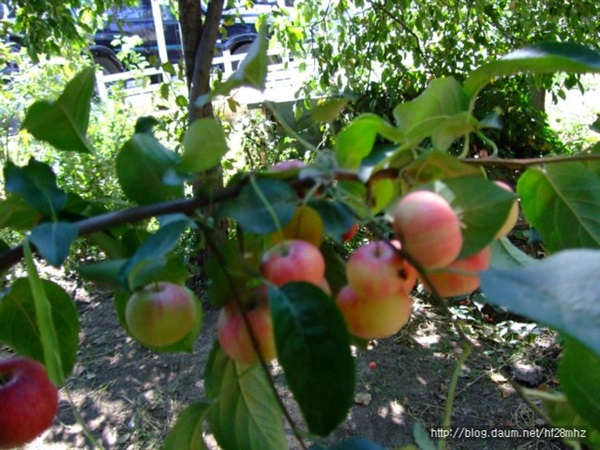 ต้นแอปเปิ้ลแคระ | ธนพรฟลาวเวอร์ -  นครราชสีมา