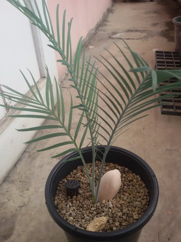 Macrozamia macdonnellii