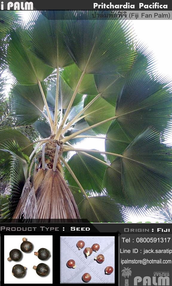 เมล็ดปาล์มพัดฟิจิ (Pritchardia Pacifica)