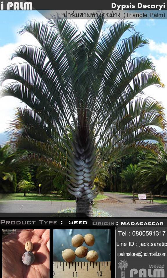 เมล็ดปาล์มสามทางคอม่วง (Dypsis Decaryi)