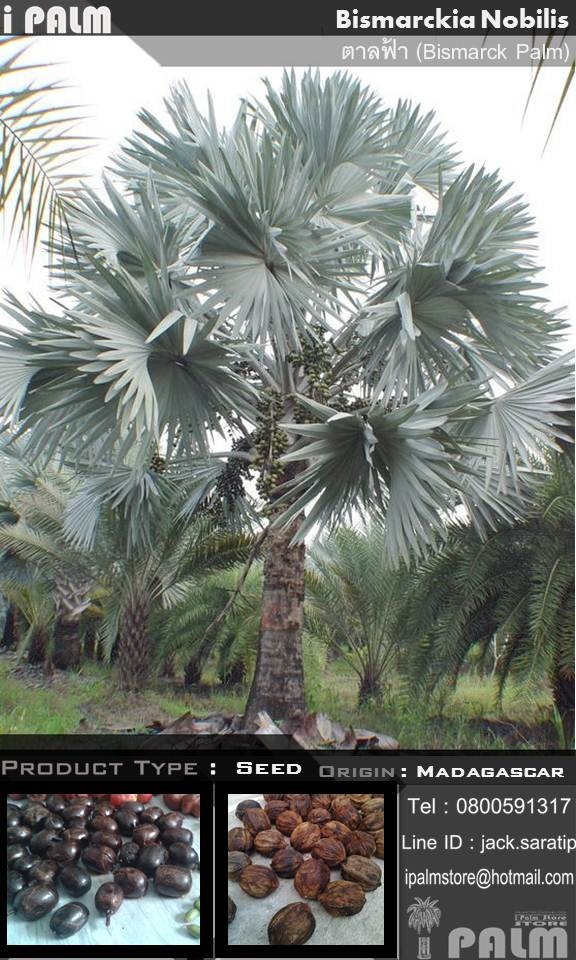 เมล็ดตาลฟ้า (Bismarckia Nobilis)