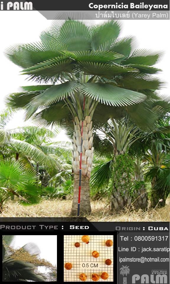 เมล็ดปาล์มไบเลย์ (Copernicia Baileyana) | i PALM  - เมืองปทุมธานี ปทุมธานี