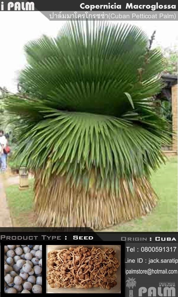 เมล็ดปาล์มมาโครโกรซซ่า (C. Macroglossa) | i PALM  - เมืองปทุมธานี ปทุมธานี