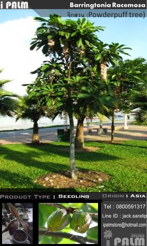 กล้าจิกสวน (Barringtonia Racemosa) | i PALM  - เมืองปทุมธานี ปทุมธานี