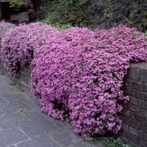 Soapwort Saponaria Officinalis 