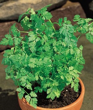 Chervil Curled  