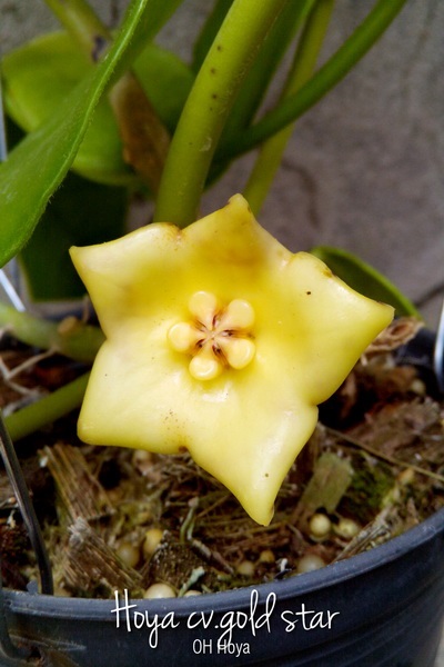 Hoya cv.gold star