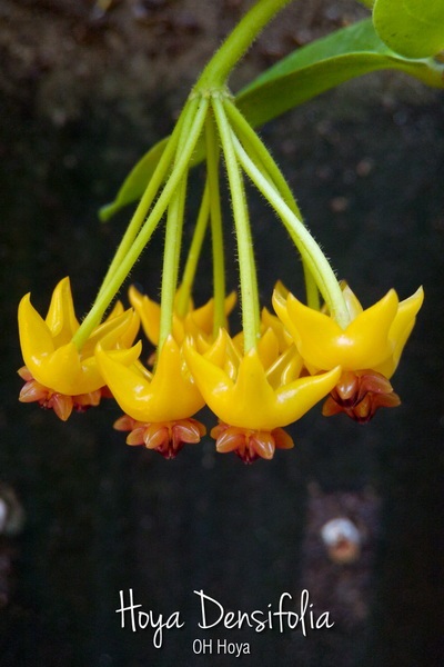 Hoya densifolia  | โอ๋ ออร์คิดส์ - บางบัวทอง นนทบุรี