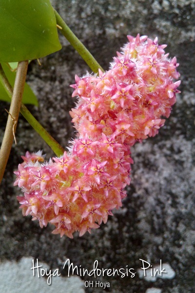 Hoya mindorensis pink | โอ๋ ออร์คิดส์ - บางบัวทอง นนทบุรี