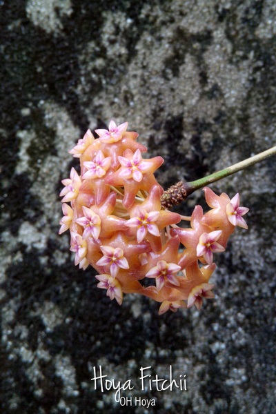 Hoya fitchii | โอ๋ ออร์คิดส์ - บางบัวทอง นนทบุรี