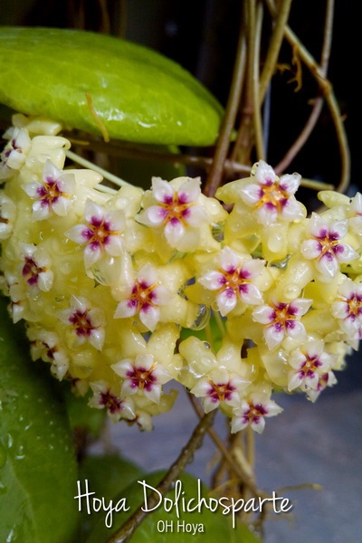 Hoya dolichosparte | โอ๋ ออร์คิดส์ - บางบัวทอง นนทบุรี