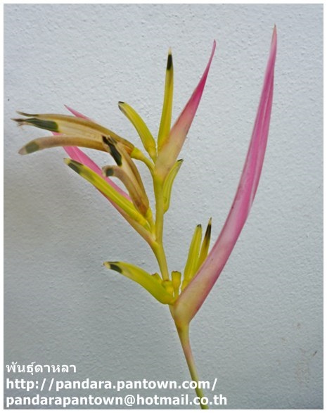 Heliconia 'Strawberries & Cream'