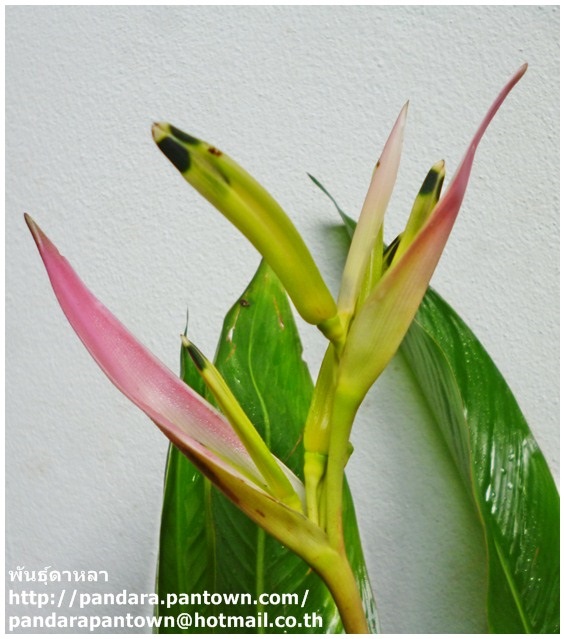 Heliconia 'Strawberries & Cream' แคระ | พันธุ์ดาหลา - เมืองเชียงใหม่ เชียงใหม่