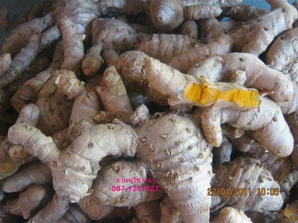 ว่านนางคำ Curcuma aromatica