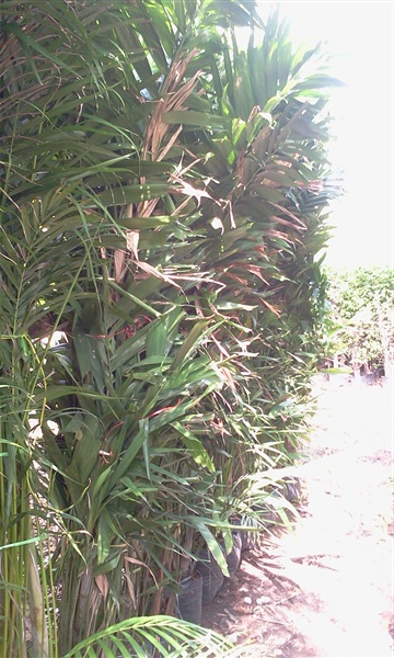 หมากเขียวสูง2.5เมตร | ทวีพันธุ์ไม้ - แก่งคอย สระบุรี