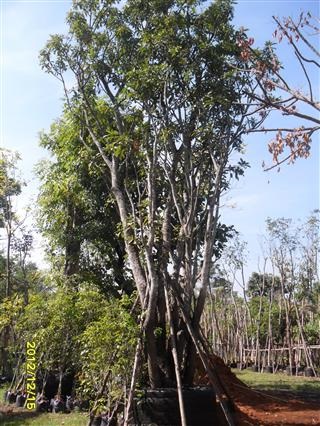 ต้นจิกน้ำ | บีพีเจโมเดิร์น -  นนทบุรี