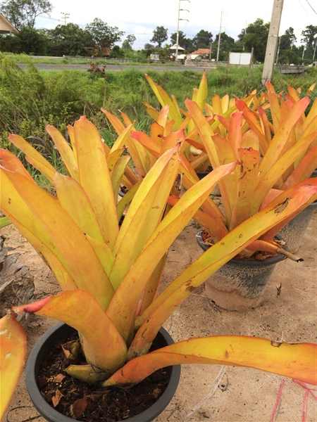สับปะรดสี | สวนไชยธนา - เมืองอุบลราชธานี อุบลราชธานี