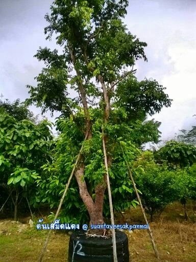 ต้นเสม็ดแดง | สวนทวีศักดิ์พันธุ์ไม้ - องครักษ์ นครนายก