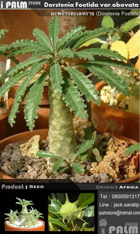 เมล็ดมะพร้าวทะเลทราย (Dorstenia Foetida) | i PALM  - เมืองปทุมธานี ปทุมธานี