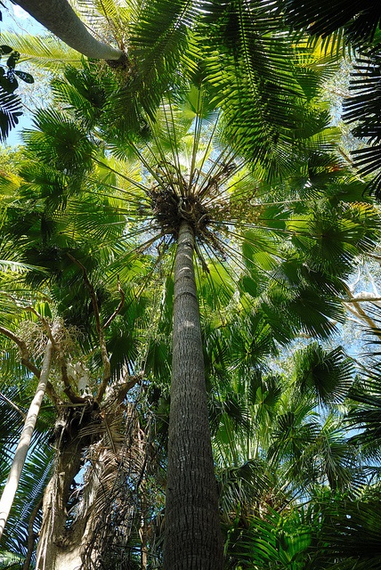 เมล็ดค้อออสเตรเลีย (Livistona Australis) | i PALM  - เมืองปทุมธานี ปทุมธานี